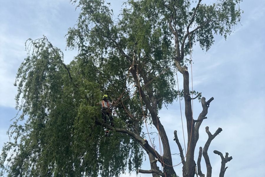 Crown reduction and thinning by Tree King