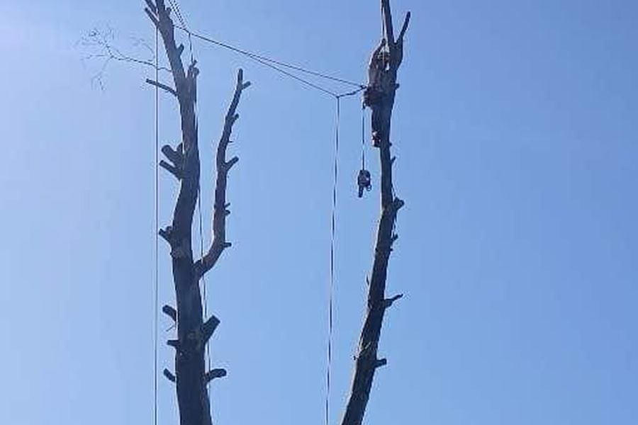 Deadwood removal by Tree King