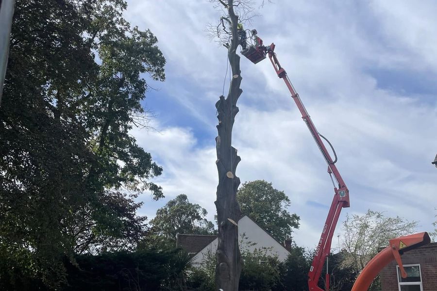 Emergency tree work by Tree King