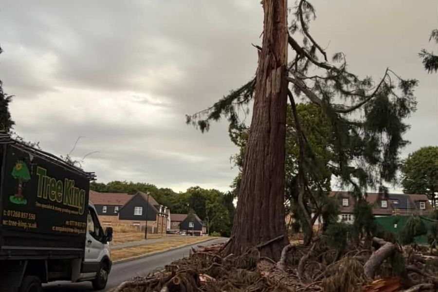 Tree felling and removal by Tree King