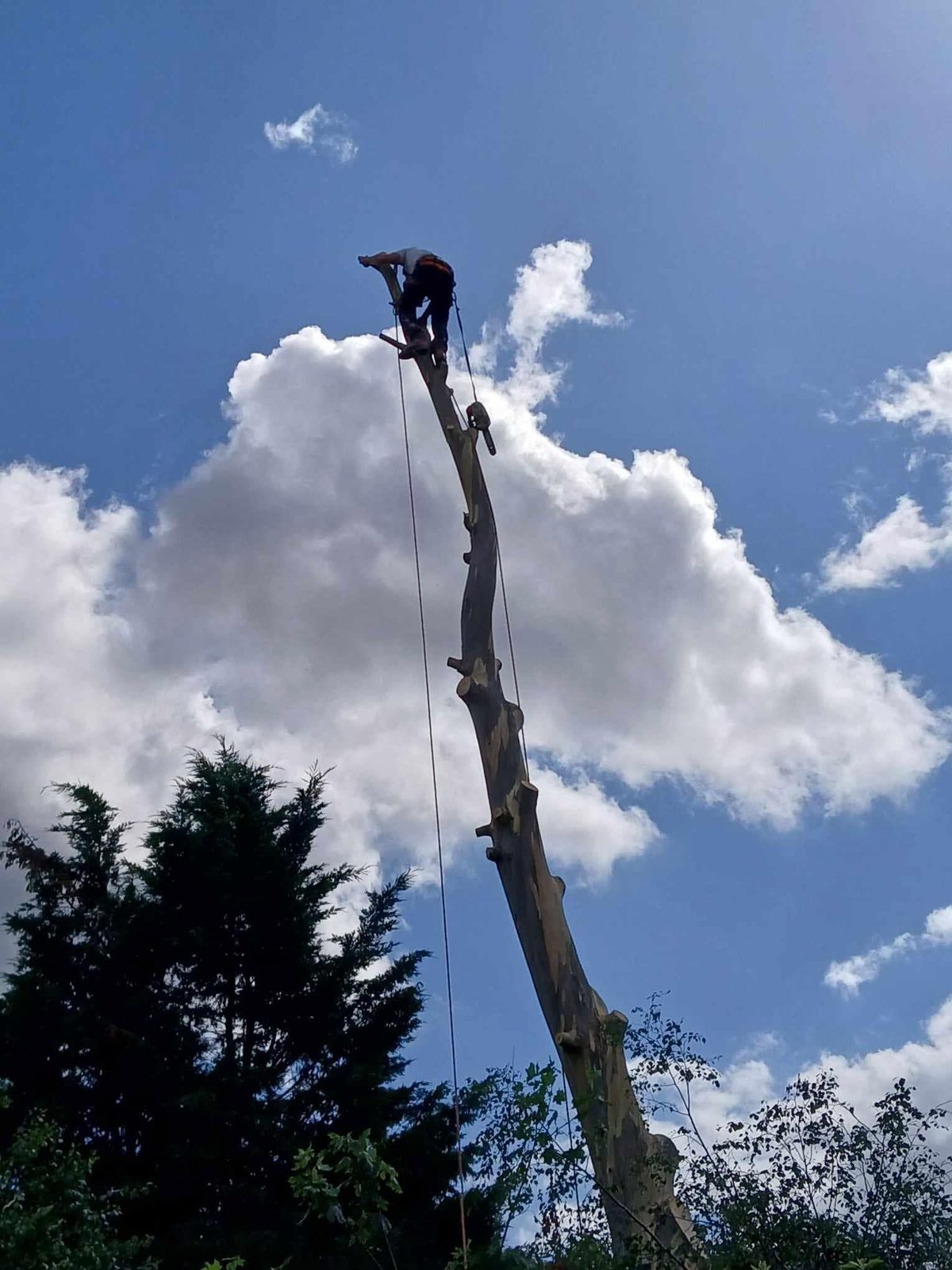 Tree King tree surgery work