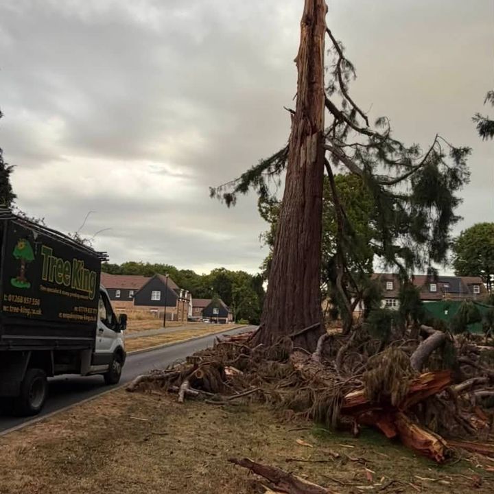 Tree King tree surgery work
