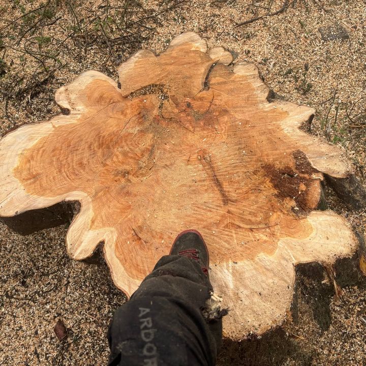 Tree King tree surgery work