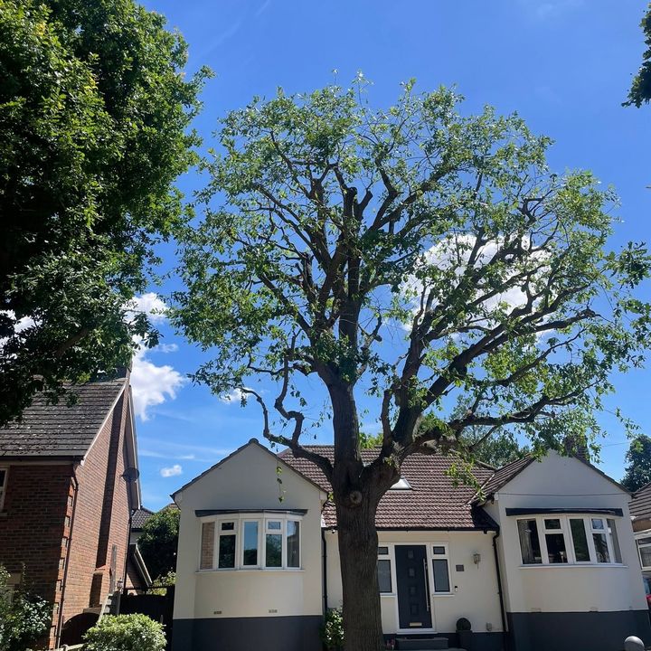 Tree King tree surgery work