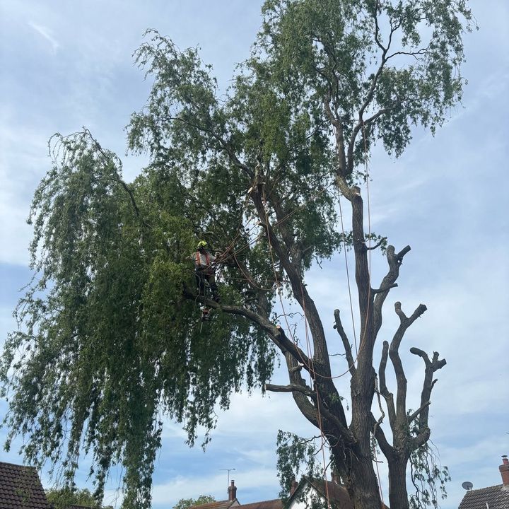 Tree King tree surgery work