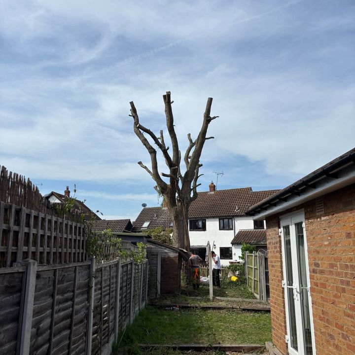 Tree King tree surgery work