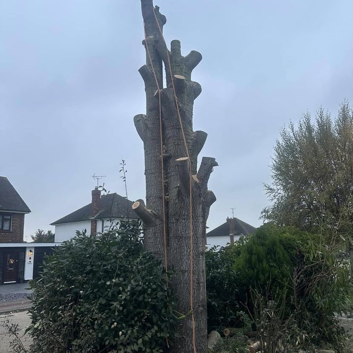 Tree King tree surgery work