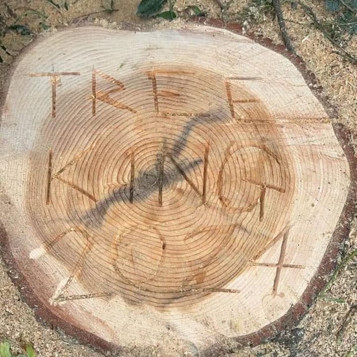 Tree King tree surgery work