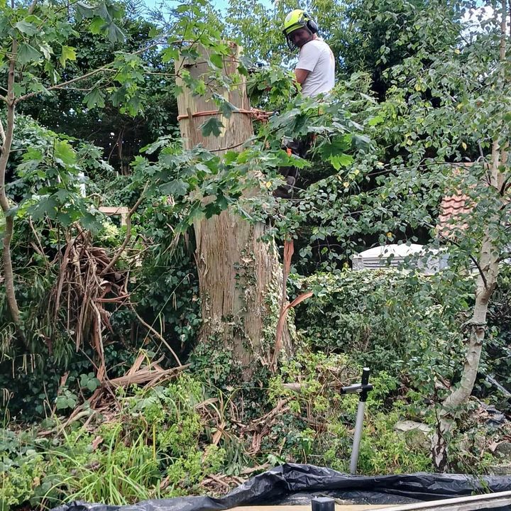 Tree King tree surgery work