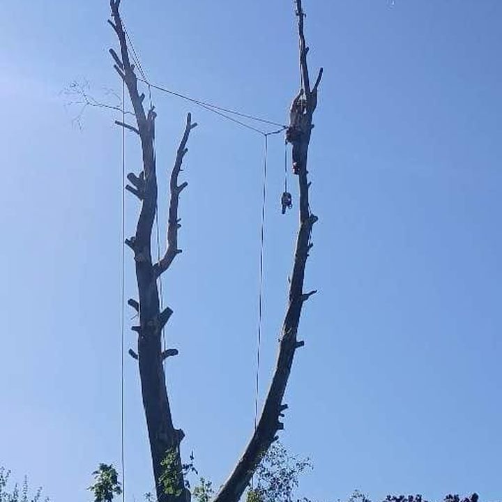 Tree King tree surgery work