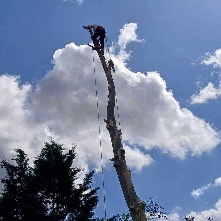 Tree King tree surgery work
