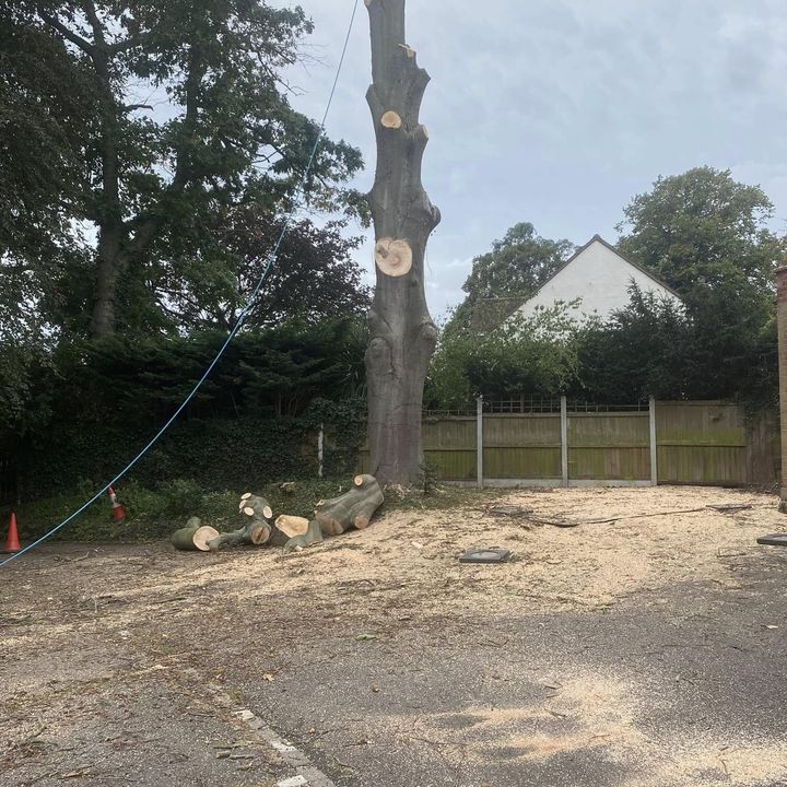 Tree King tree surgery work