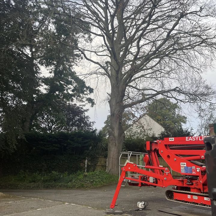 Tree King tree surgery work