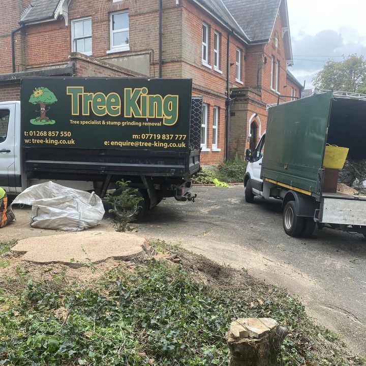 Tree King tree surgery work