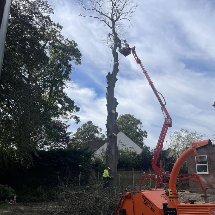 Tree King tree surgery work