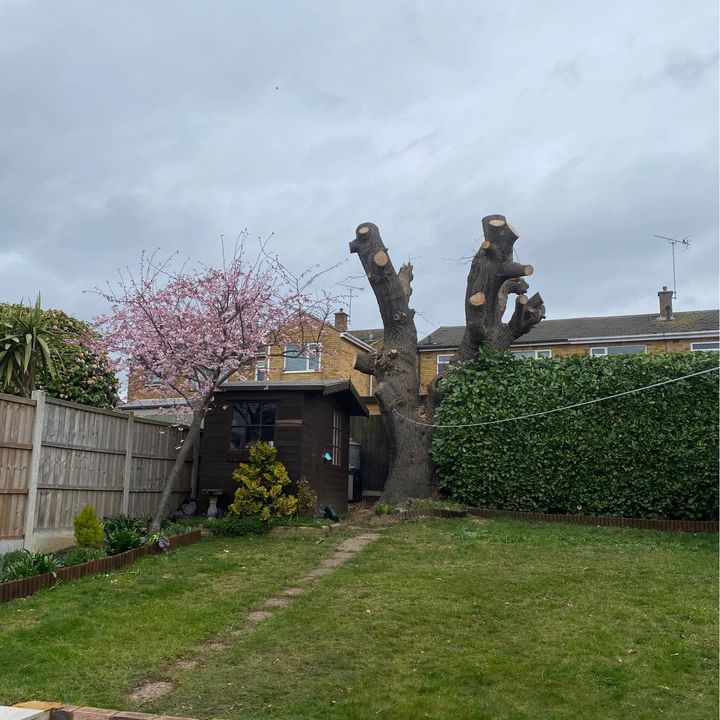 Tree King tree surgery work