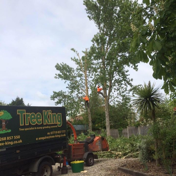 Tree King tree surgery work