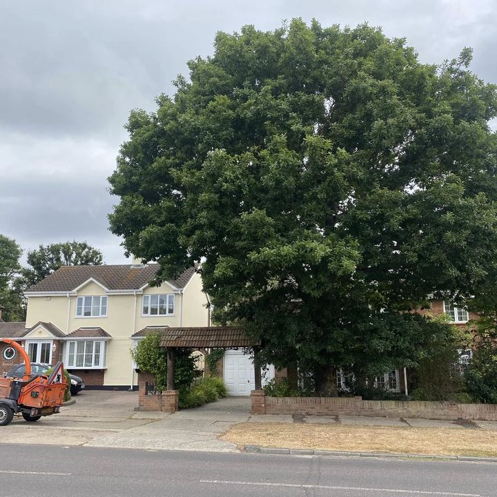 Tree King tree surgery work