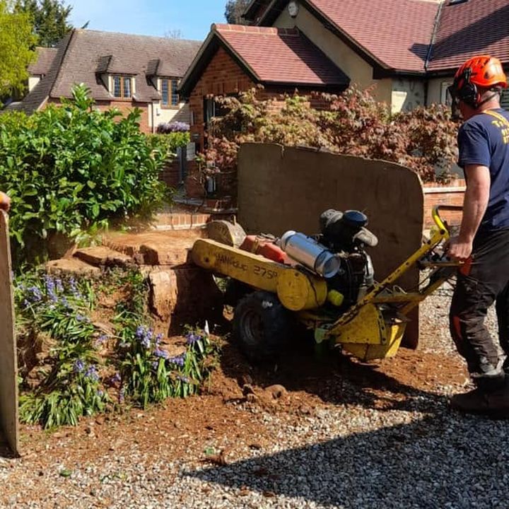 Tree King tree surgery work