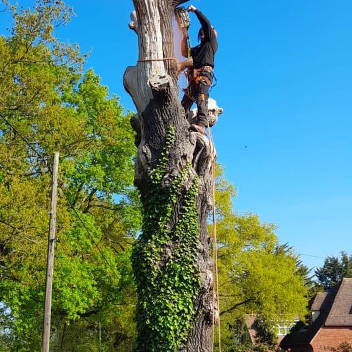 Tree King tree surgery work