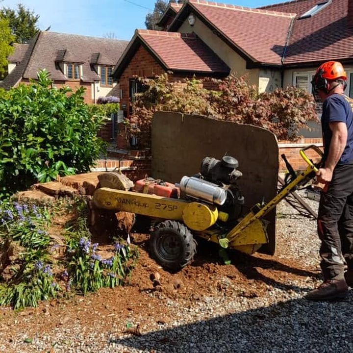 Tree King tree surgery work